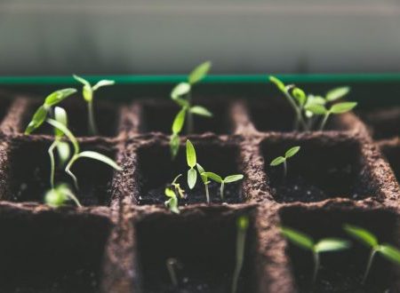Growing Plants & Seeds